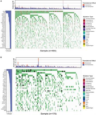 Titin Mutation Is Associated With Tumor Mutation Burden and Promotes Antitumor Immunity in Lung Squamous Cell Carcinoma